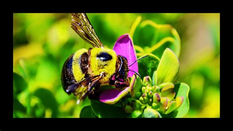The Startling Truth - Are Carpenter Bee Stings Dangerous?