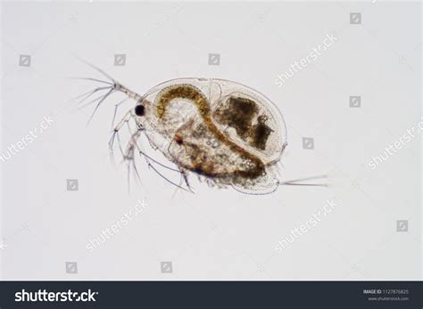 Flea Microscope 的图像结果