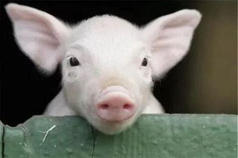 2020年08月27日猪价——最新生猪报价_凤凰网视频_凤凰网