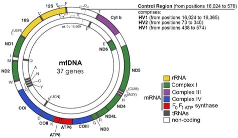Structural and Molecular Basis for Mitochondrial DNA Replication and ...