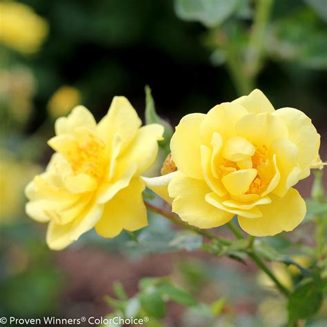 Yellow Rose Bushes Types