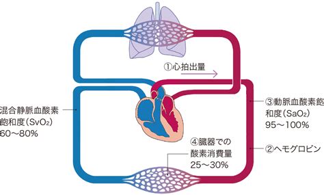 スワンガンツカテーテルで得られる評価項目 | 看護roo![カンゴルー]