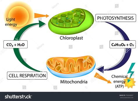 Photosynthesis Cellular Respiration Chloroplast Mitochondria Stock Vector (Royalty Free ...