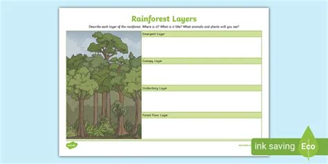 Rainforest Layers Worksheet 的图像结果