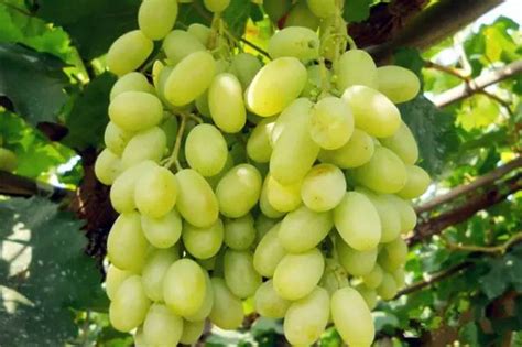 葡萄种类知识介绍_葡萄图片_葡萄的吃法和做法 — 水果百科吧