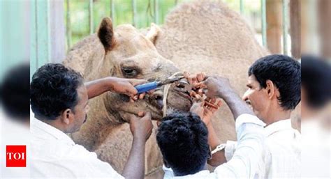 Humans could have shaped the genetic history of camels: study - Times ...
