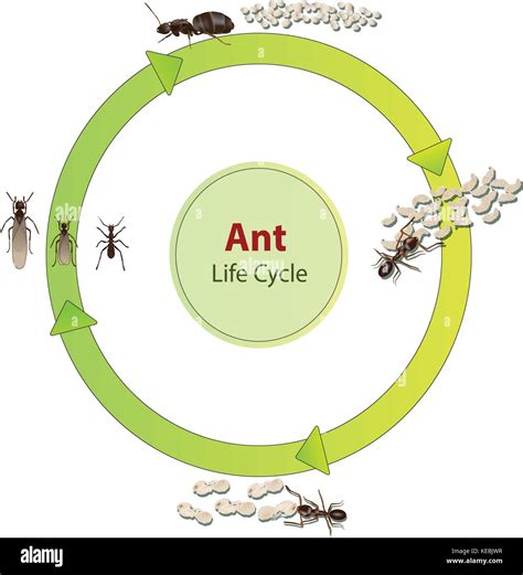 Real ant insect illustration life cycle Stock Vector Image & Art - Alamy