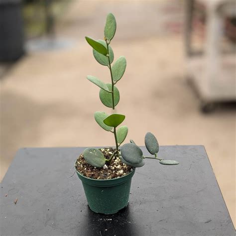 Xerosicyos danguyi 'String of Coins' - Gabriella Plants