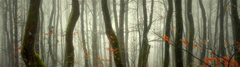 Download wallpaper forest, nature, fog, section nature in resolution ...