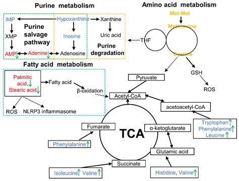 Metabolic Profile Reveals the Immunosuppressive Mechanisms of Methionyl ...