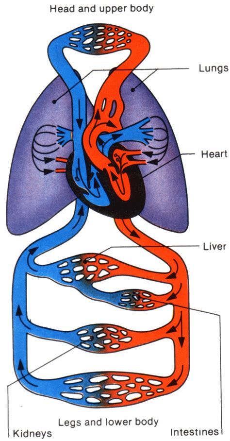 Image result for Circulatory System Easy Drawing