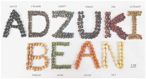 Progress in Adzuki Bean Seed Coat Colour Studies