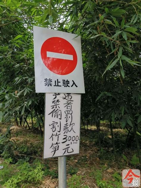 公园内偷挖竹笋监控盯着你 最高罚500元_福州新闻_海峡网