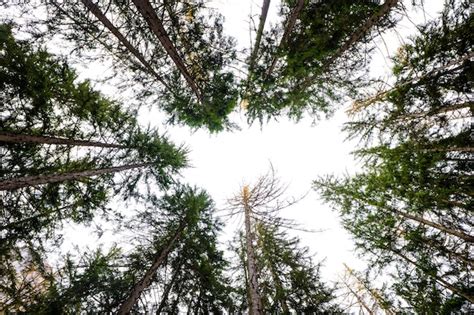 Image result for Tall Tree Tops