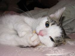 Image result for VenturianTale Toothless