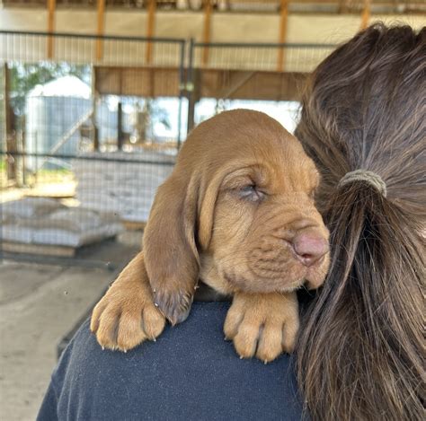 22+ Bloodhound Puppies / Dogs For Sale in Hazlehurst | $500 – $3,000