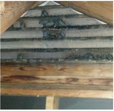 Bats In Attic