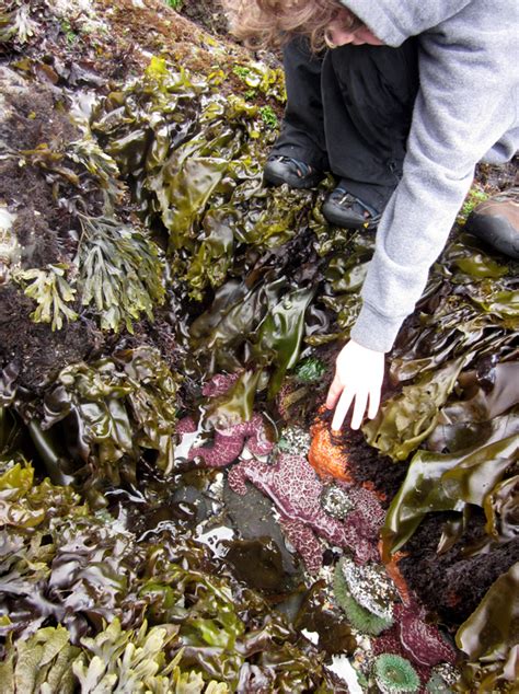 Image result for Tidal Pool Creatures