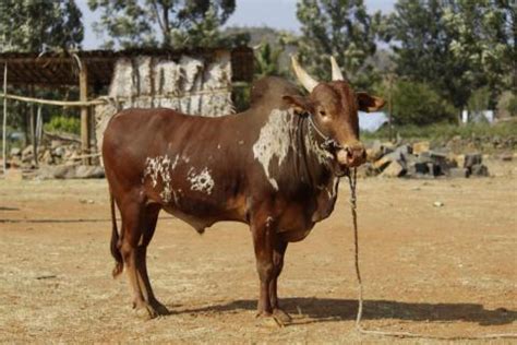 bargur_bull.jpg | Dairy Knowledge Portal