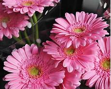 prezzo fiori fiori recisi e al mazzo fiorito prezzo fiori fiori recisi e al mazzo fiorito