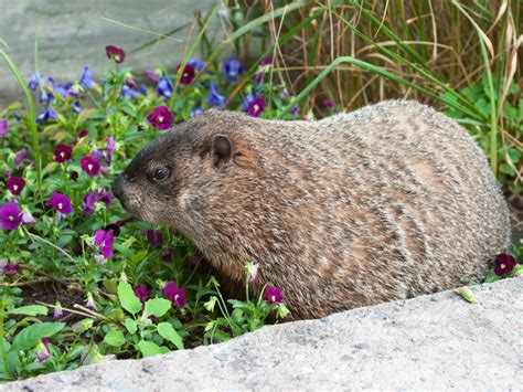Do Groundhogs Eat Flowers at Gabriella Raiwala blog