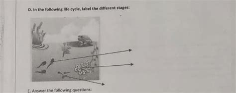 D. In the following life cycle, label the different stages: - Brainly.in