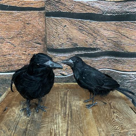 Image result for How to Program Crow