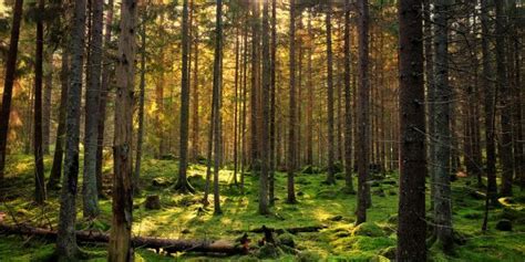 Enviro Earth Advisory India