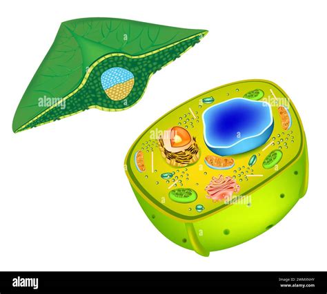 Cell Structure Unlabeled 的图像结果