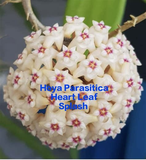 Hoya Parasitica Heart leaf – ASHIYANA STORE