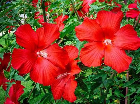 How to Grow Hardy Hibiscus—Even in Cold Climates - Garden Betty