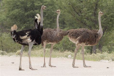 The 8 Different Types of Ostriches (with pictures)