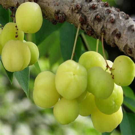 Best Gooseberry Amla Fruit Plants Nurseries Shop Now In Kadiyam's ...