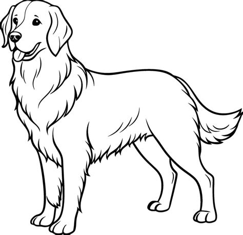 Golden retriever coloring pages 50017658 Vector Art at Vecteezy