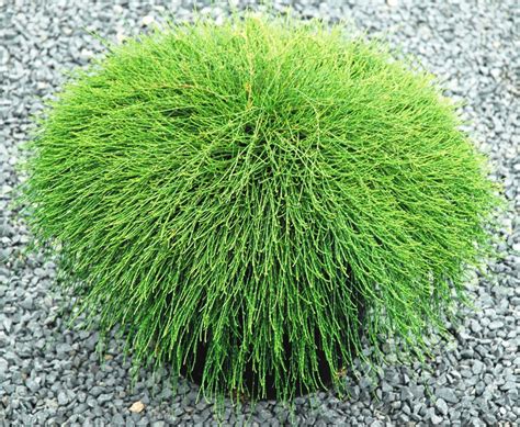 Buy Plant House Live Casuarina equisetifolia, Tapori, Australian pine ...