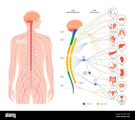 Autonomic nervous system, illustration Stock Photo - Alamy