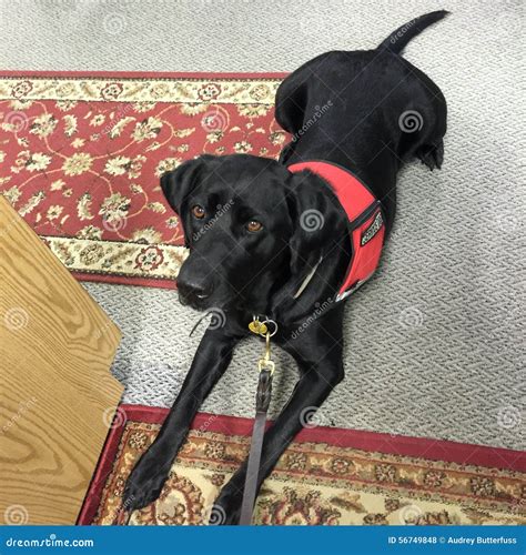 Black lab service dog stock photo. Image of black, register - 56749848