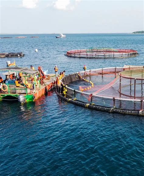 Small Fish Farm 的图像结果