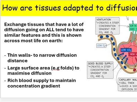 Image result for Diffusion GCSE Science