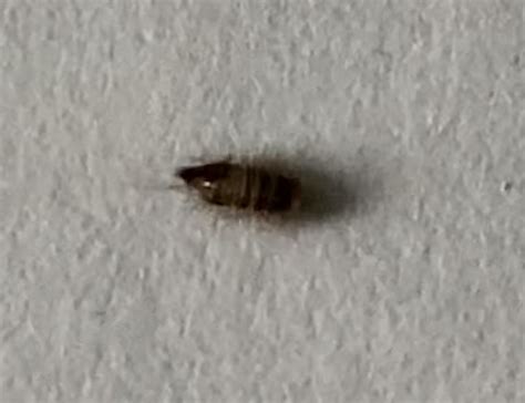 Larva of a carpet beetle - PEST CONTROL CANADA