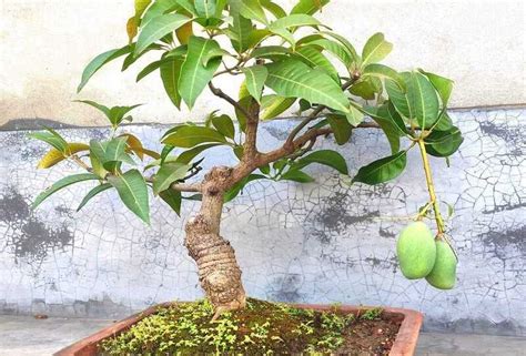 Bonsai Mango Tree 的图像结果
