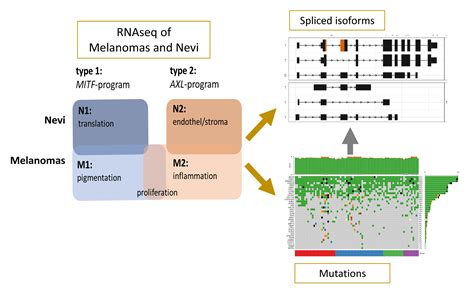A Transcriptome-Wide Isoform Landscape of Melanocytic Nevi and Primary ...