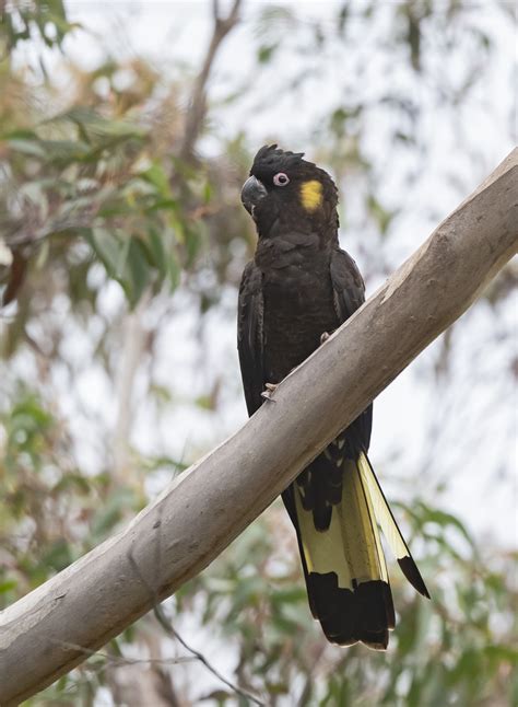 Australia Photo - Sabrewing Nature Tours