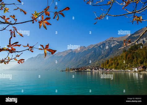 Image result for Python Life Channel CSS