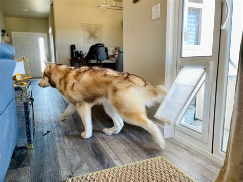 Top 2 Dog Doors for Sliding Glass Doors | Endura Flap