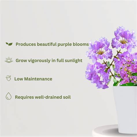 Jarul Plant - Pride of India – Gardengram