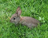 Image result for Baby Rabbit Wall Art