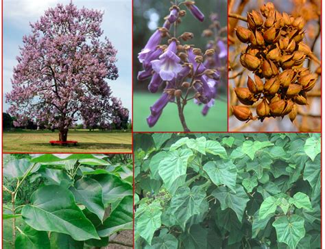 Tree Root Type 的图像结果