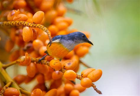 Download Orange-Bellied Flowerpecker Beautiful Birds Wallpaper ...