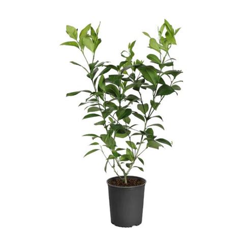 Purchase Premium Meyer Lemon Tree from Celgen Biotech